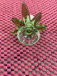 097 | PT 1134 Flower Cannabis Glass Bowl